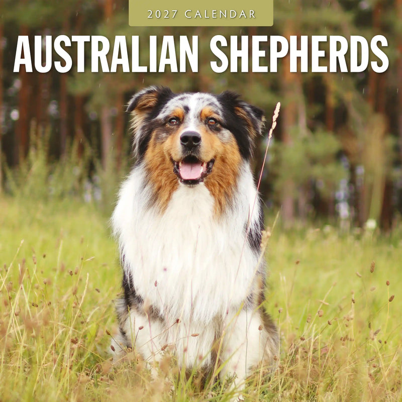 2027 square wall calendar featuring Australian Shepherds