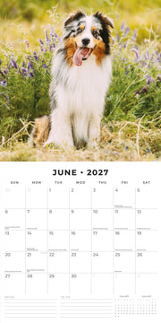 2027 Square Wall Calendar Australian Shepherds image 4 – thumbnail
