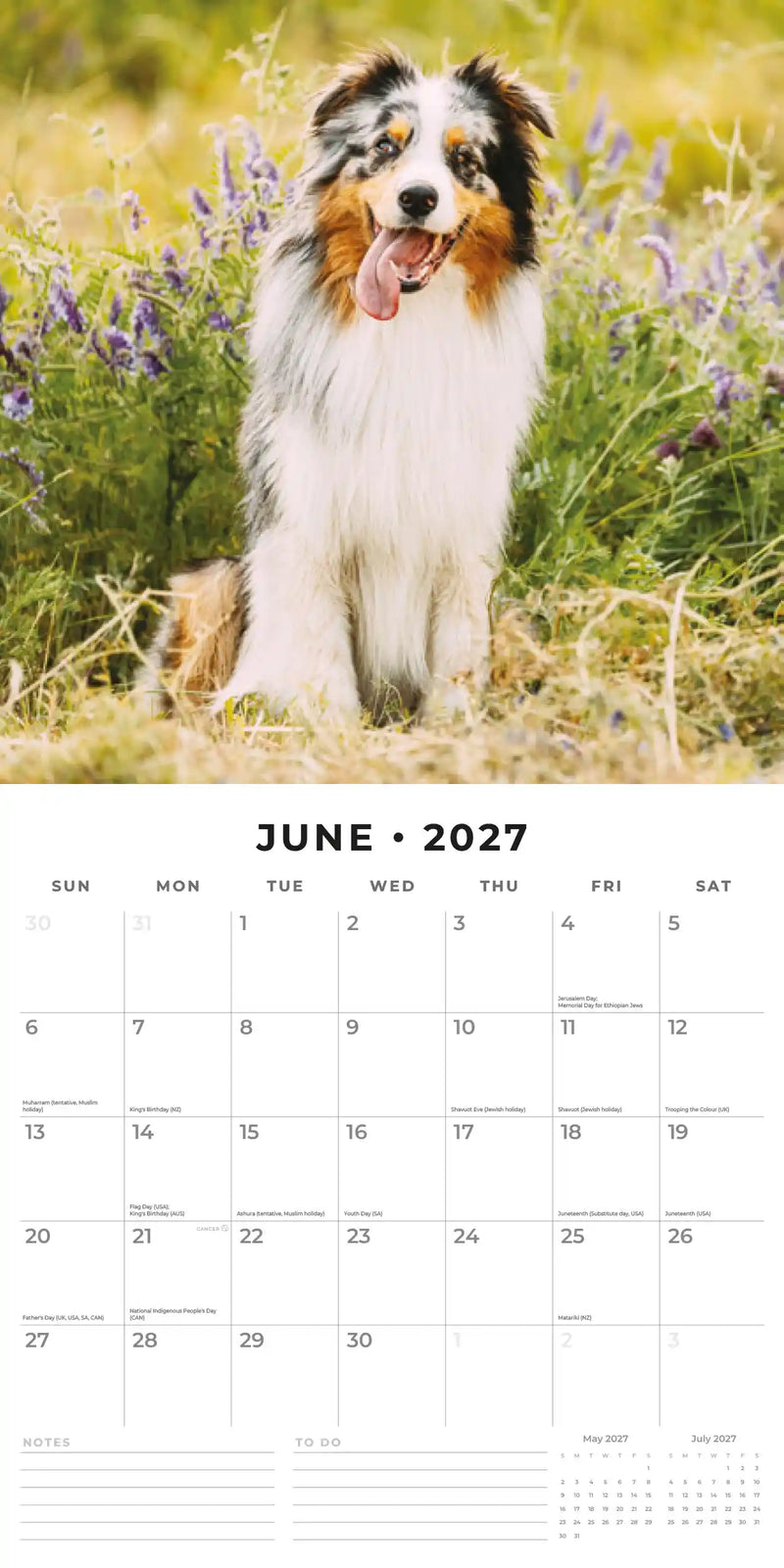2027 Square Wall Calendar Australian Shepherds image 4