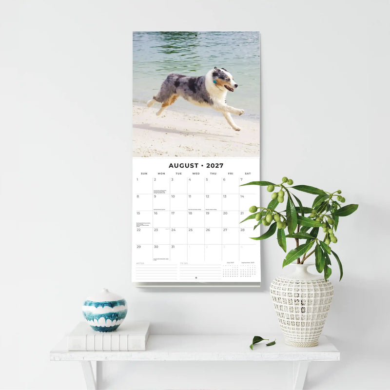 2027 Square Wall Calendar Australian Shepherds image 6