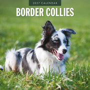 2027 square wall calendar featuring Border Collies – thumbnail