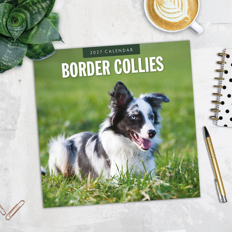 2027 Square Wall Calendar Border Collies image 5