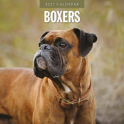 2027 square wall calendar featuring Boxer dogs – thumbnail