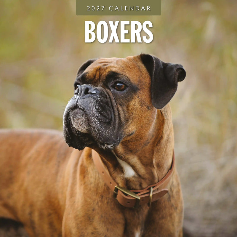 2027 square wall calendar featuring Boxer dogs