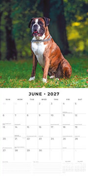 2027 Square Wall Calendar Boxers image 4 – thumbnail