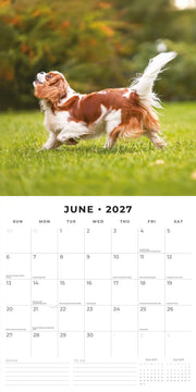 2027 Square Wall Calendar Cavalier King Charles Spaniels image 4 – thumbnail