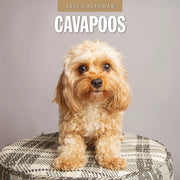 2027 square wall calendar featuring Cavapoos – thumbnail