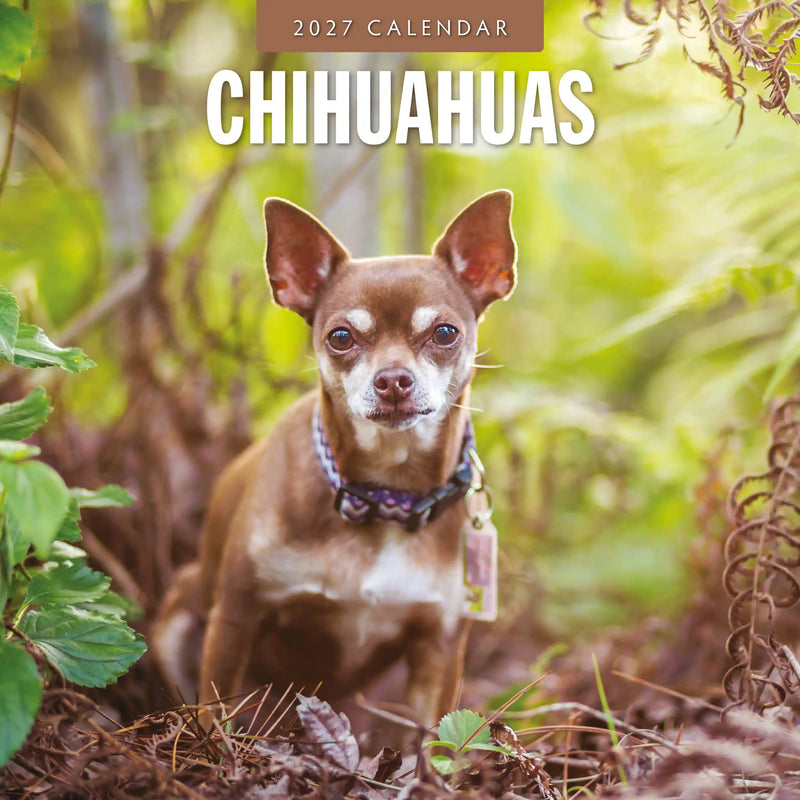 2027 square wall calendar featuring Chihuahuas