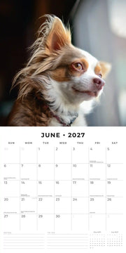 2027 Square Wall Calendar Chihuahuas image 4 – thumbnail