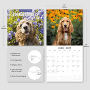 2027 Square Wall Calendar Cocker Spaniels image 3 – thumbnail
