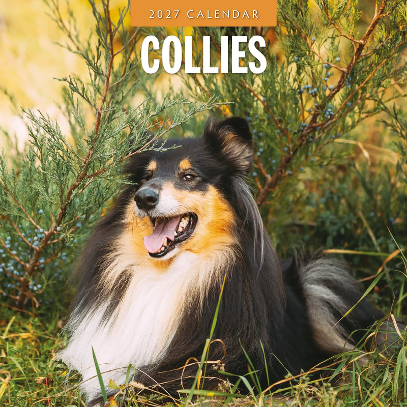 2027 square wall calendar featuring Collies