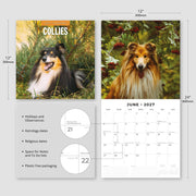 2027 Square Wall Calendar Collies image 3 – thumbnail