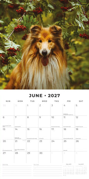 2027 Square Wall Calendar Collies image 4 – thumbnail