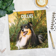 2027 Square Wall Calendar Collies image 5 – thumbnail