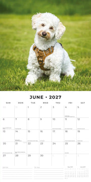 2027 Square Wall Calendar Crossbreeds image 4 – thumbnail
