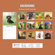 2027 Square Wall Calendar Dachshunds image 2 – thumbnail