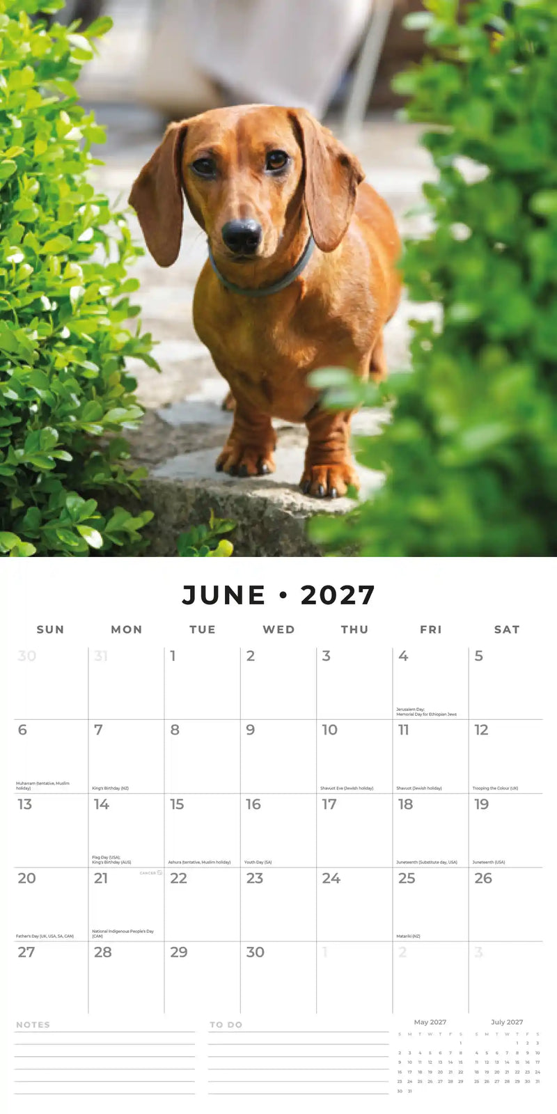 2027 Square Wall Calendar Dachshunds image 4