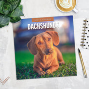 2027 Square Wall Calendar Dachshunds image 5 – thumbnail
