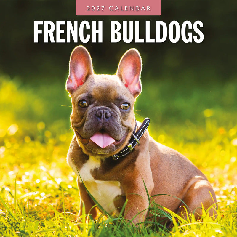 2027 square wall calendar featuring French Bulldogs