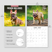2027 Square Wall Calendar French Bulldogs image 3 – thumbnail