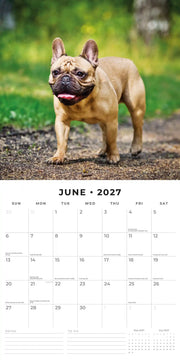 2027 Square Wall Calendar French Bulldogs image 4 – thumbnail