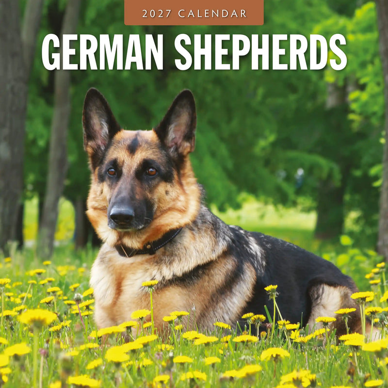 2027 square wall calendar featuring German Shepherds