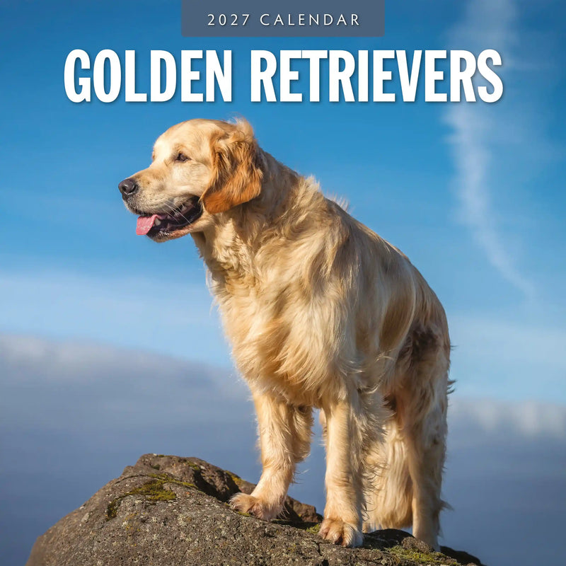 2027 square wall calendar featuring Golden Retrievers