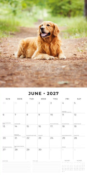 2027 Square Wall Calendar Golden Retrievers image 4 – thumbnail