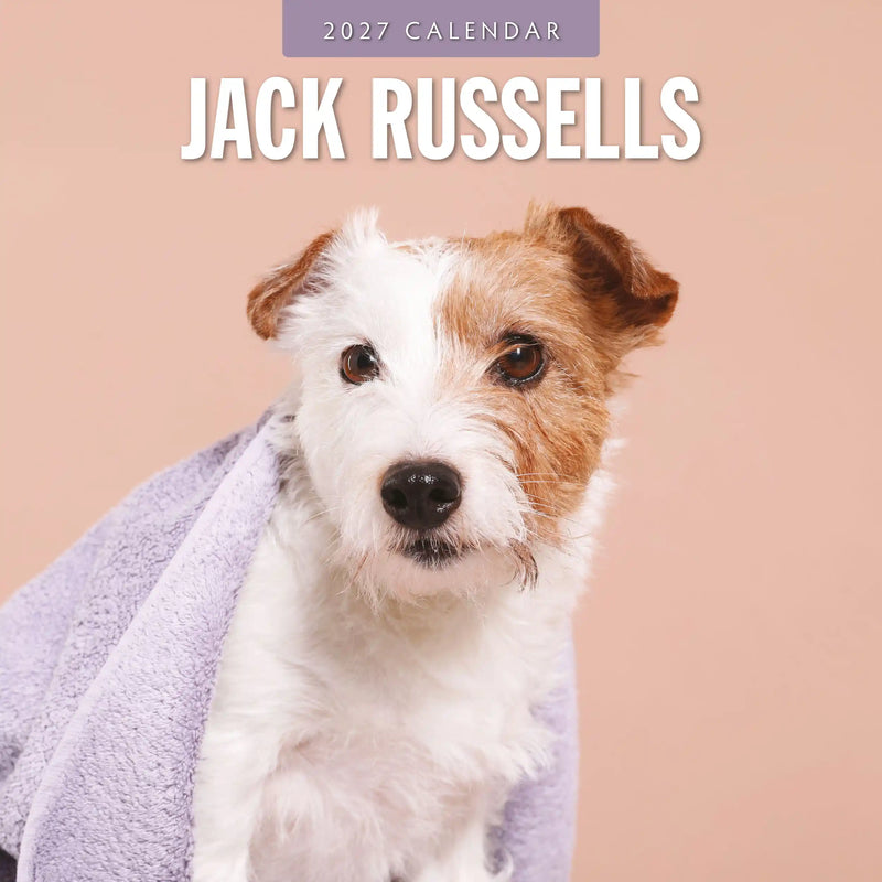 2027 square wall calendar featuring Jack Russells