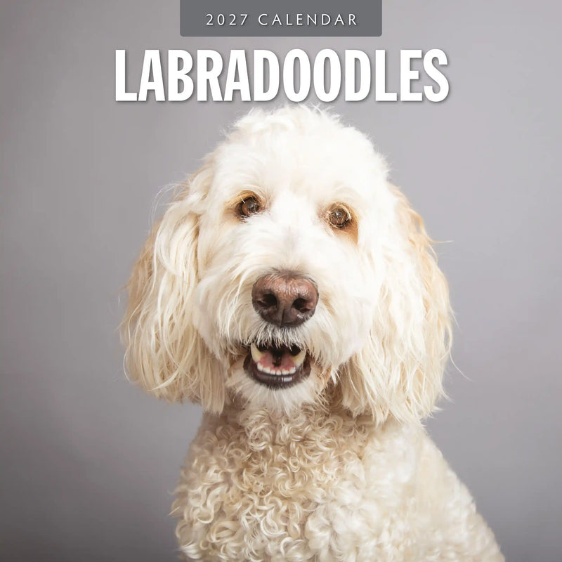 2027 square wall calendar featuring Labradoodles