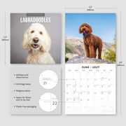 2027 Square Wall Calendar Labradoodles image 3 – thumbnail