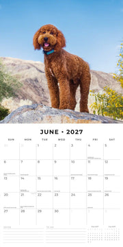 2027 Square Wall Calendar Labradoodles image 4 – thumbnail
