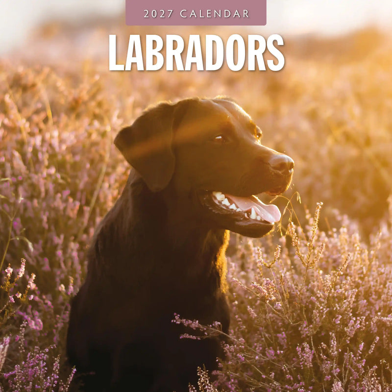 2027 square wall calendar featuring Labradors