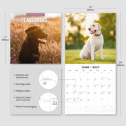 2027 Square Wall Calendar Labradors image 3 – thumbnail