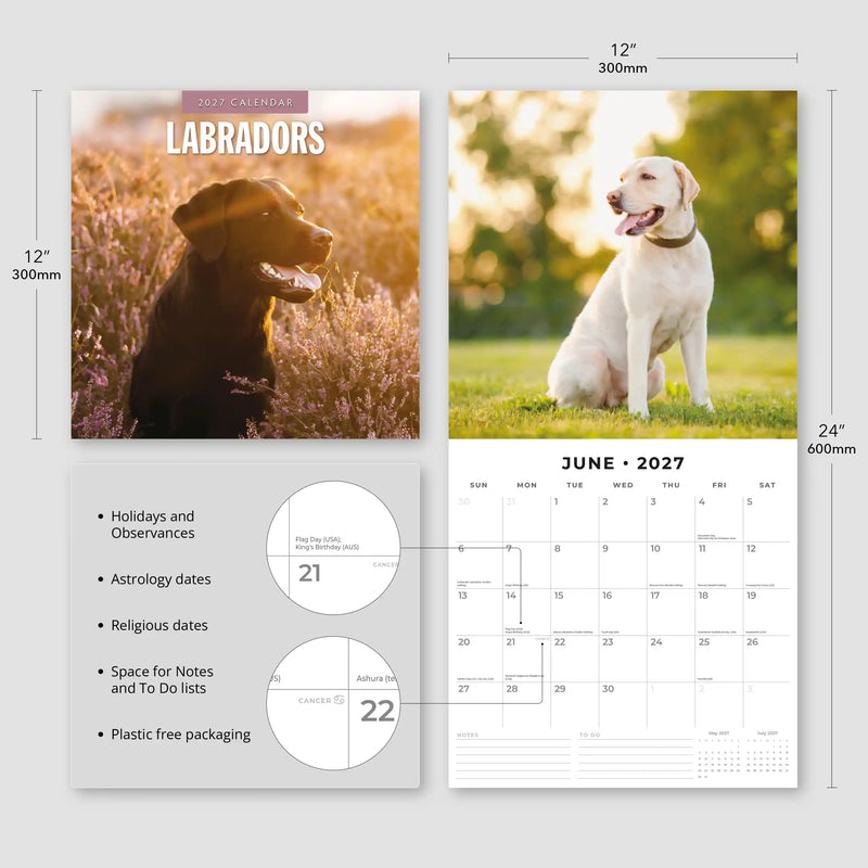 2027 Square Wall Calendar Labradors image 3