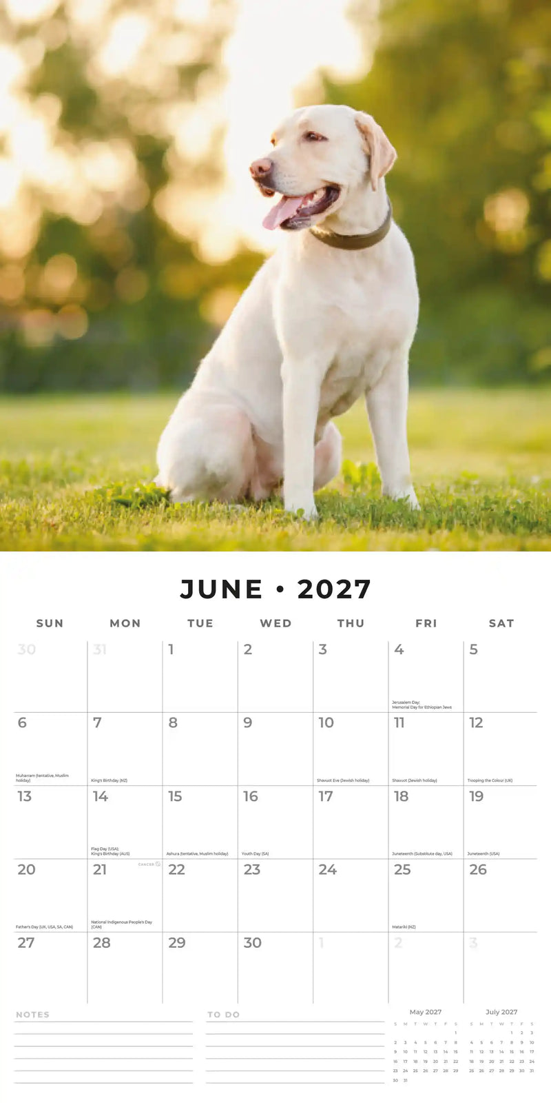 2027 Square Wall Calendar Labradors image 4