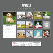 2027 Square Wall Calendar Maltese image 2 – thumbnail