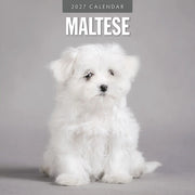 2027 square wall calendar featuring Maltese dogs – thumbnail