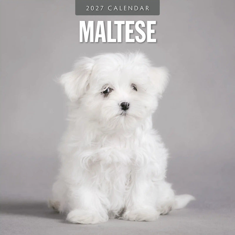 2027 square wall calendar featuring Maltese dogs