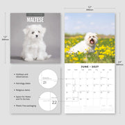 2027 Square Wall Calendar Maltese image 3 – thumbnail