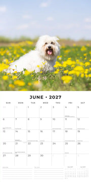 2027 Square Wall Calendar Maltese image 4 – thumbnail