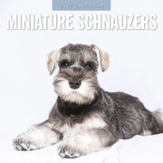 2027 square wall calendar featuring Miniature Schnauzers – thumbnail