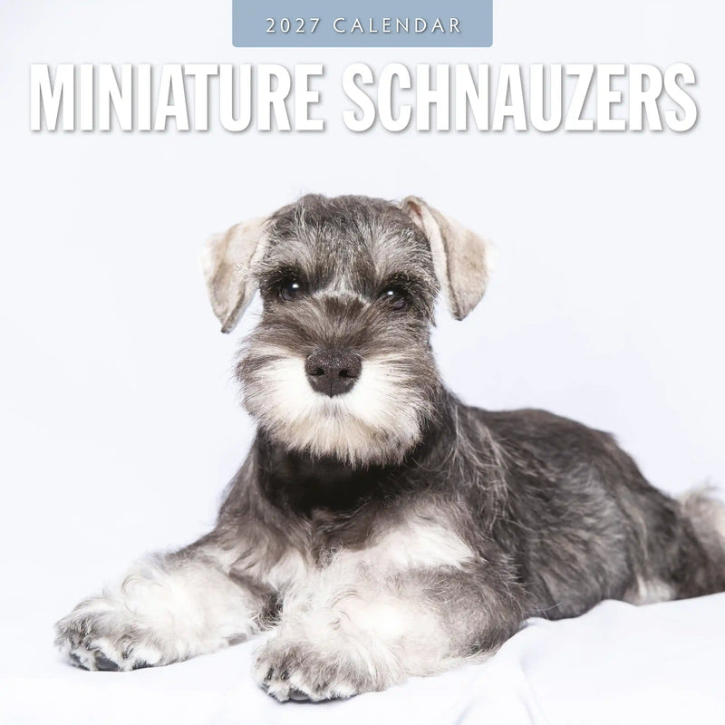 2027 square wall calendar featuring Miniature Schnauzers