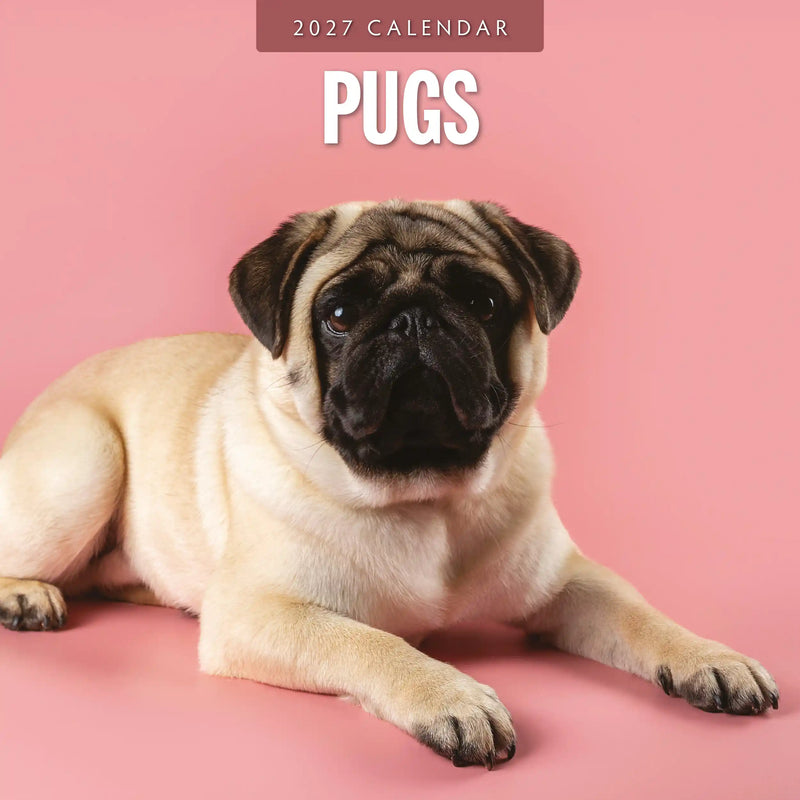 2027 square wall calendar featuring Pugs