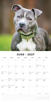 2027 Square Wall Calendar Staffordshire Bull Terriers image 4 – thumbnail