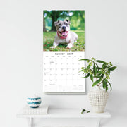 2027 Square Wall Calendar Staffordshire Bull Terriers image 6 – thumbnail
