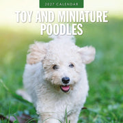 2027 square wall calendar featuring Toy and Miniature Poodles – thumbnail