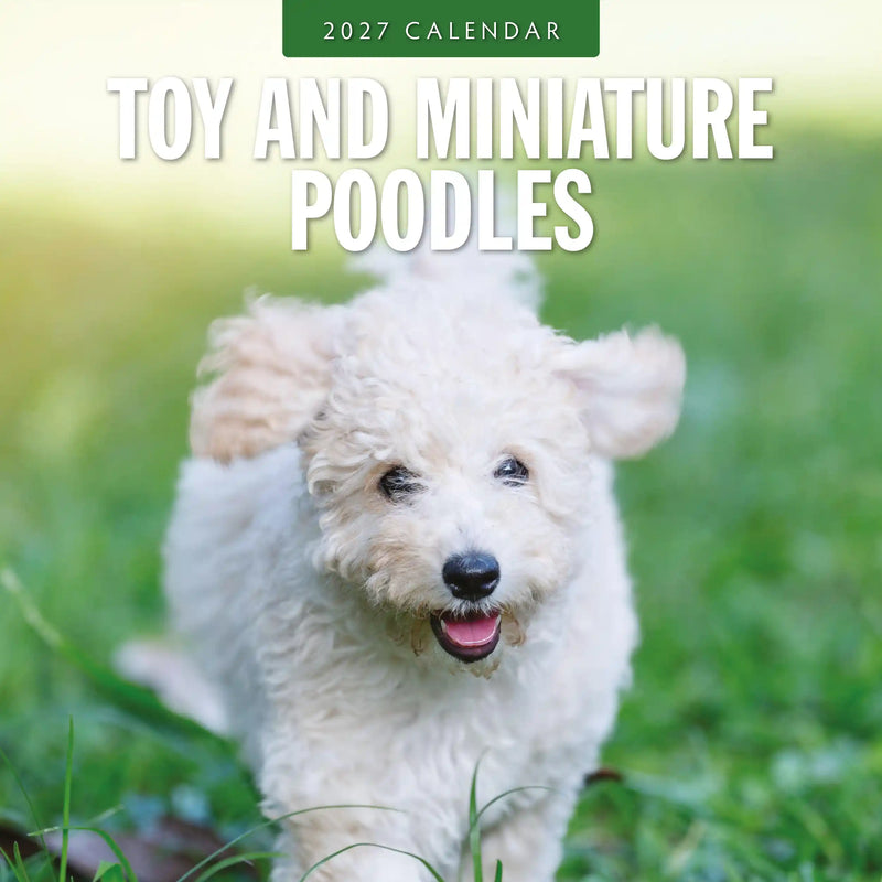 2027 square wall calendar featuring Toy and Miniature Poodles