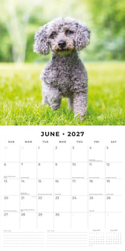 2027 Square Wall Calendar Toy and Miniature Poodles image 4 – thumbnail