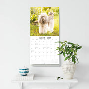 2027 Square Wall Calendar Toy and Miniature Poodles image 6 – thumbnail